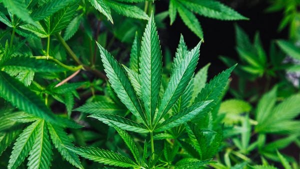 Marihuana-600x338-1