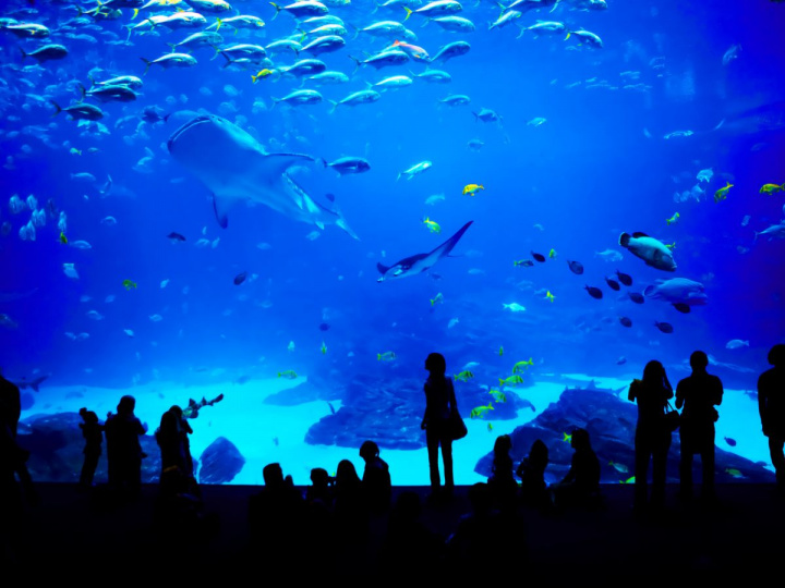 gran-acuario-mazatlan-cuando-abre