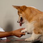 perros-reaccionan-a-tonos-de-voz-143717