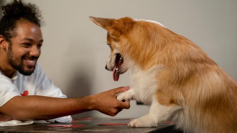 perros-reaccionan-a-tonos-de-voz-143717