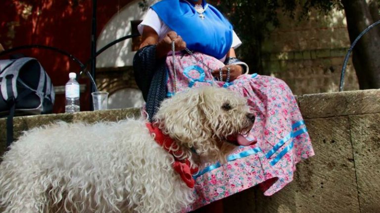 Personas llevaron a sus mascotas a que fueran bendecidos en el marco del día de San Ramón Nonato en el Templo de Nuestra Señora de la Merced.