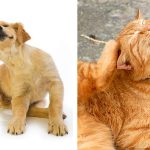 como-proteger-a-tu-perro-y-gato-de-pulgas-y-garrapatas-jpg-140011