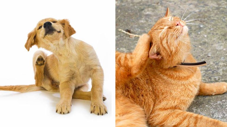 como-proteger-a-tu-perro-y-gato-de-pulgas-y-garrapatas-jpg-140011
