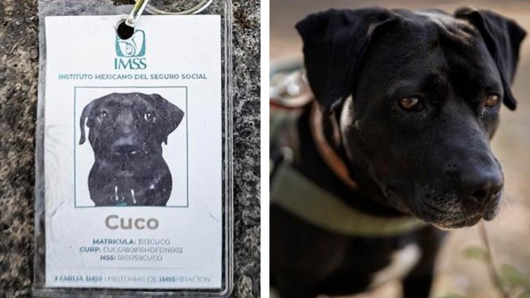 cuco-perro-migrante-imss-122212