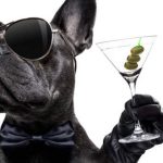 bebida-refrescante-para-perros-jpg-150708