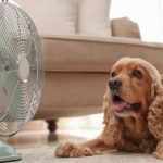 calor-perro-121310-1024x576-1