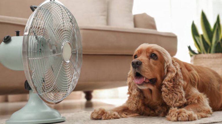calor-perro-121310-1024x576-1