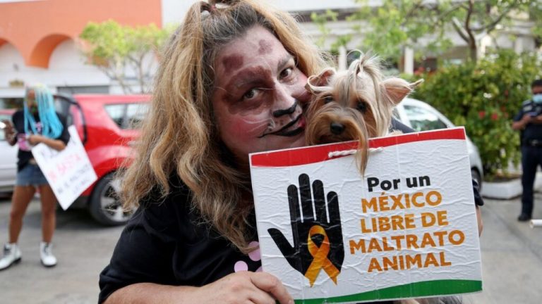 iniciativa-maltrato-animal-102229-1024x576-1