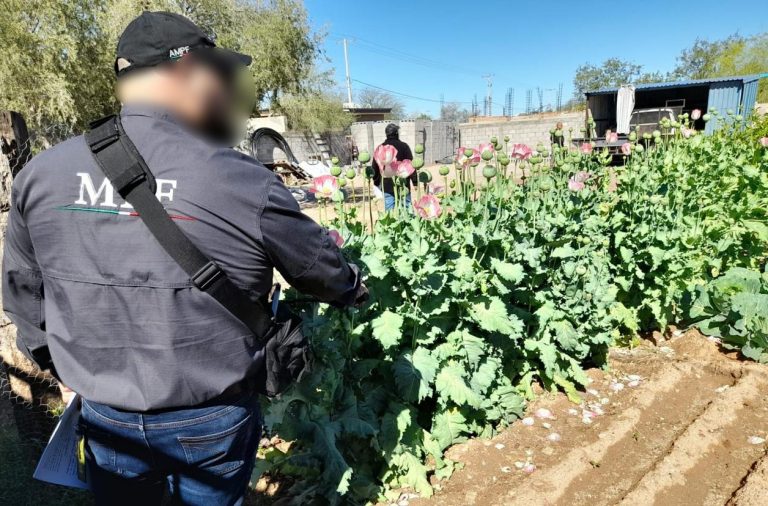 EN CATEO FGR ASEGURA PLANTAS 3