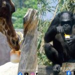 Animales de zoológicos