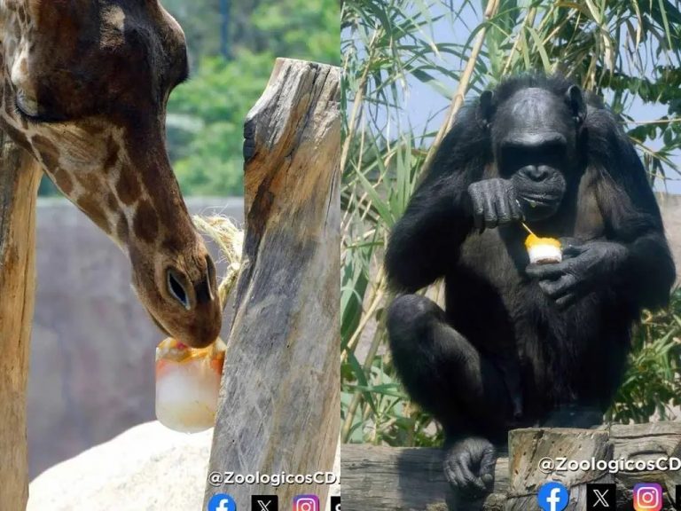 Animales de zoológicos