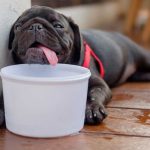 golpe-de-calor-en-perros