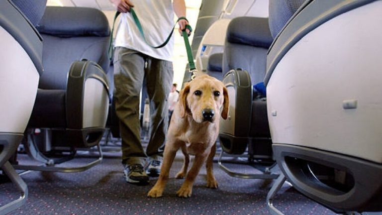 normativas-viajar-con-perro-a-estados-unidos