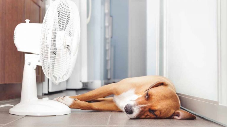 perrito golpe de calor