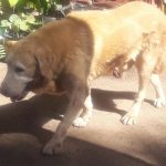 DEJA BUBÚ LEGADO DE LEALTAD3