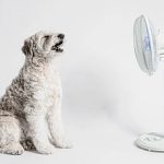 consejos-para-refrescar-a-tu-perro