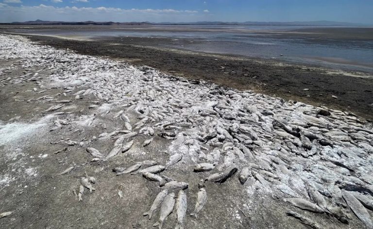 peces muertos