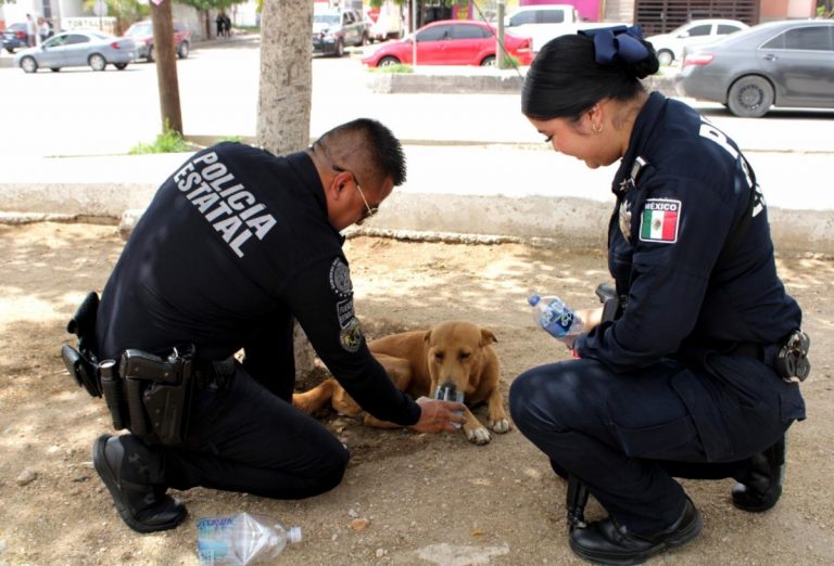 ELEMENTOS DE LA POLICÍA 3