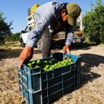 michoacan-limoneros-retoman-actividades-en-apatzingan