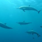 delfines golfo de mexico