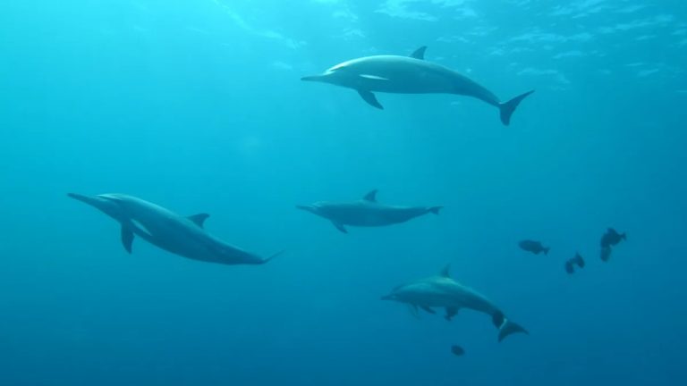 delfines golfo de mexico