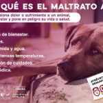 maltrato animal