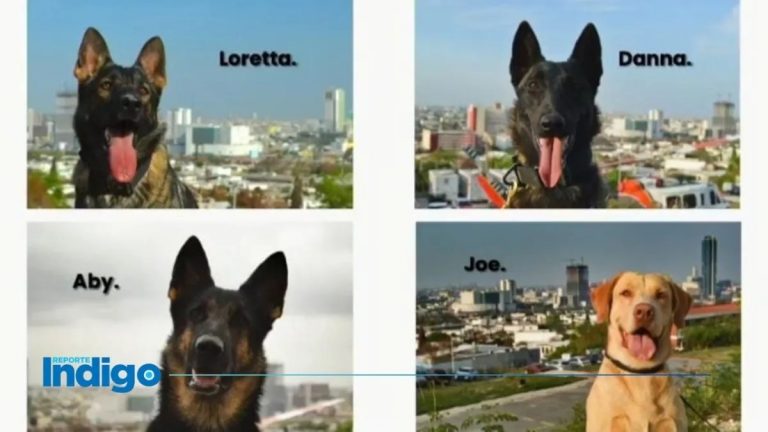 K9