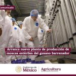 PLANTA MOSCA