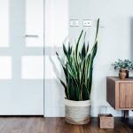 plantas-para-purificar-el-aire-en-casa