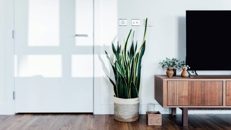 plantas-para-purificar-el-aire-en-casa