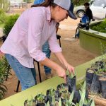 plantas1