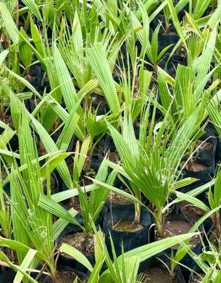 plantas2