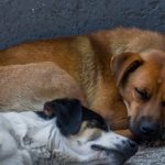 perritos sacrificados