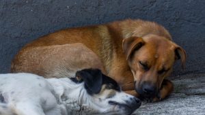 perritos sacrificados