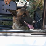 RESCATA SSPM A OTRO PERRO