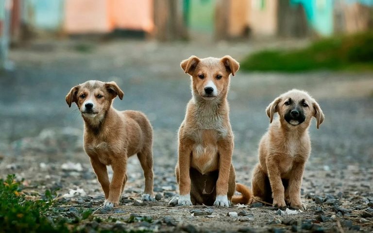 dia del perro2
