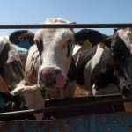 Ganaderos del norte de México refuerzan medidas sanitarias por plaga de gusano barrenador