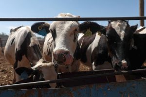 Ganaderos del norte de México refuerzan medidas sanitarias por plaga de gusano barrenador