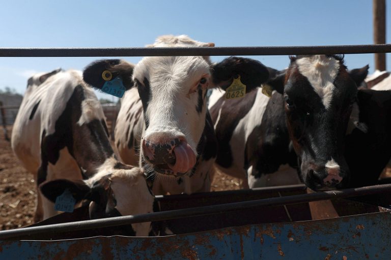 Ganaderos del norte de México refuerzan medidas sanitarias por plaga de gusano barrenador
