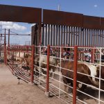 ganado (1)