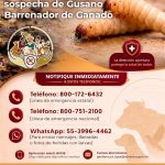 gusano barrenador