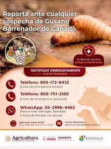 gusano barrenador