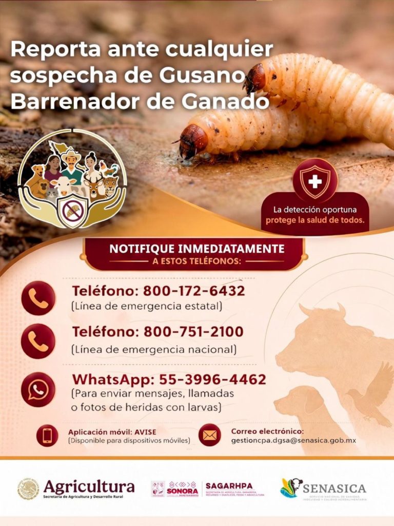 gusano barrenador