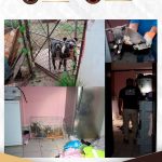 rescatan a perritos